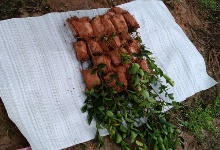 气温上升油茶杯苗热销�? />
					</div>
					<div   id=